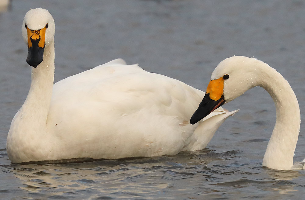 Bewick's swans